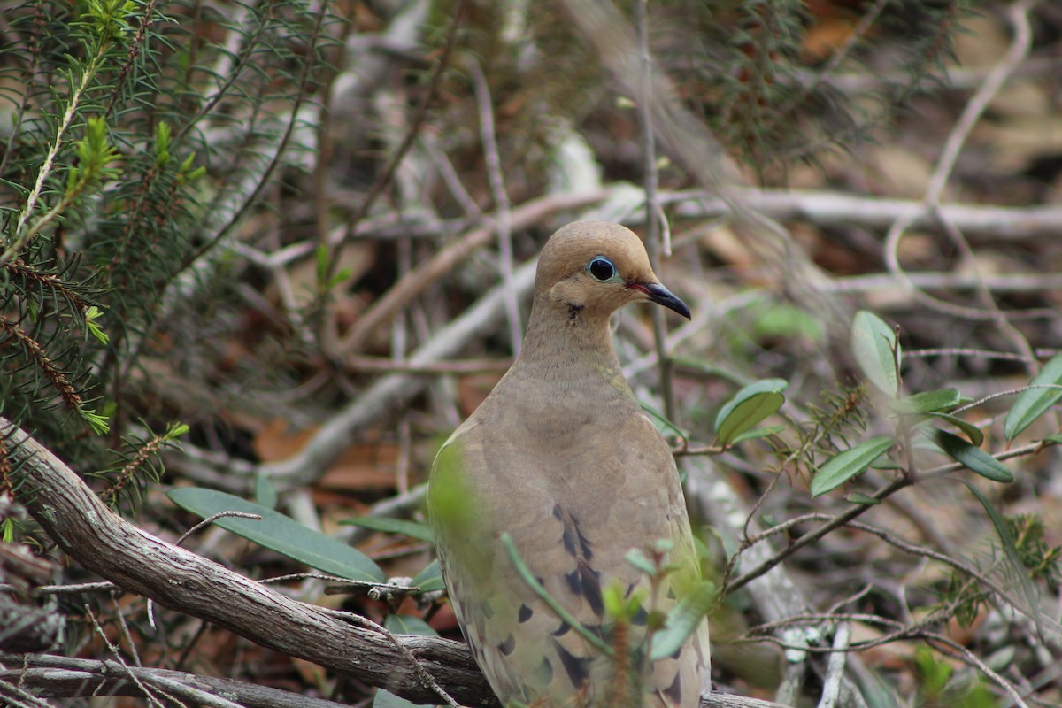 Mourning Dove - ML321447121