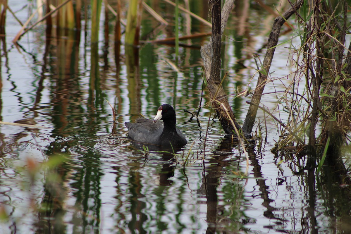 American Coot - ML321447211