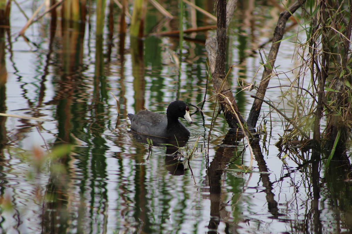 American Coot - K Novotny