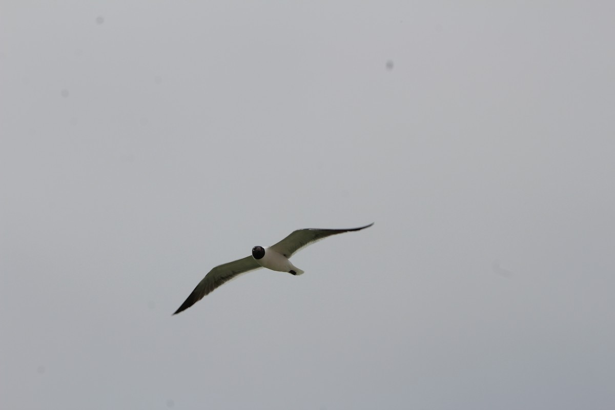 Gaviota Guanaguanare - ML321447301