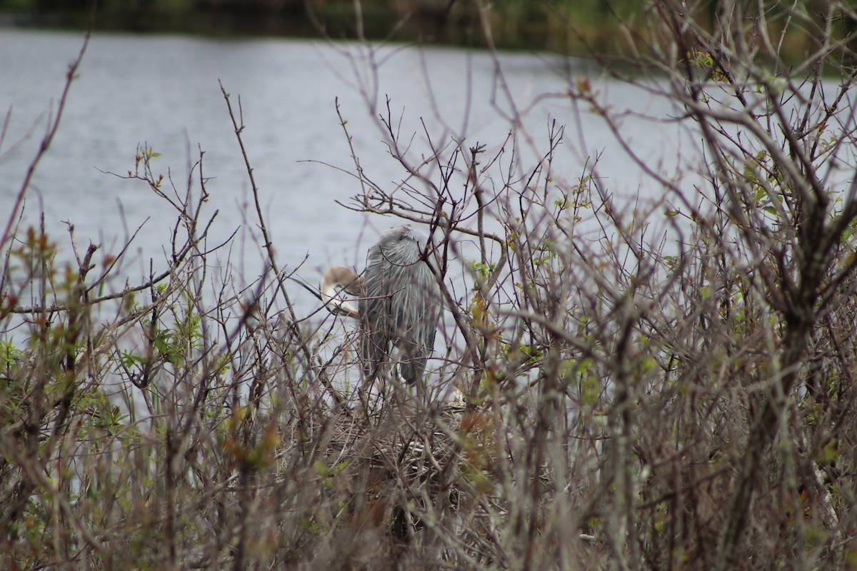 Great Blue Heron - K Novotny