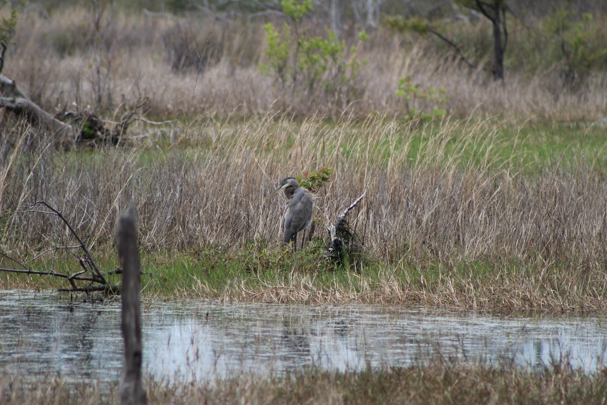 Great Blue Heron - ML321447441