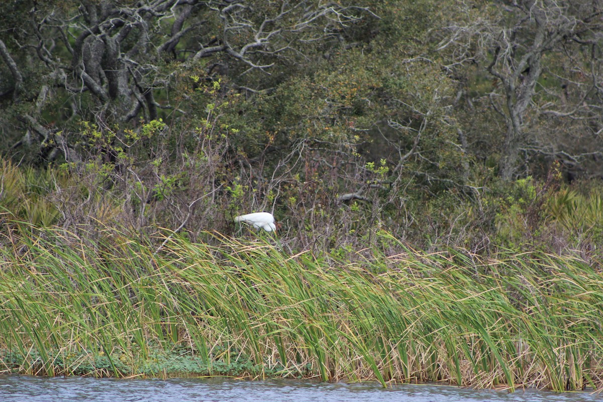 Great Egret - ML321447541