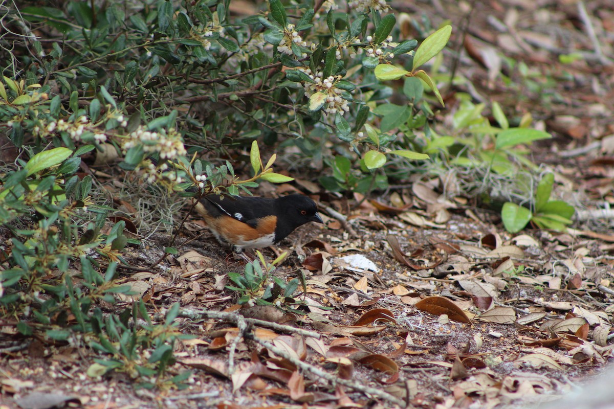 Eastern Towhee - K Novotny