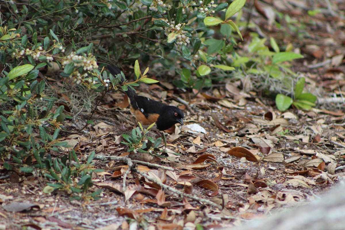 Eastern Towhee - ML321447601