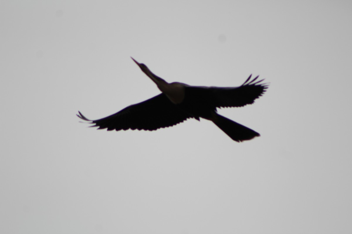 anhinga americká - ML321447781