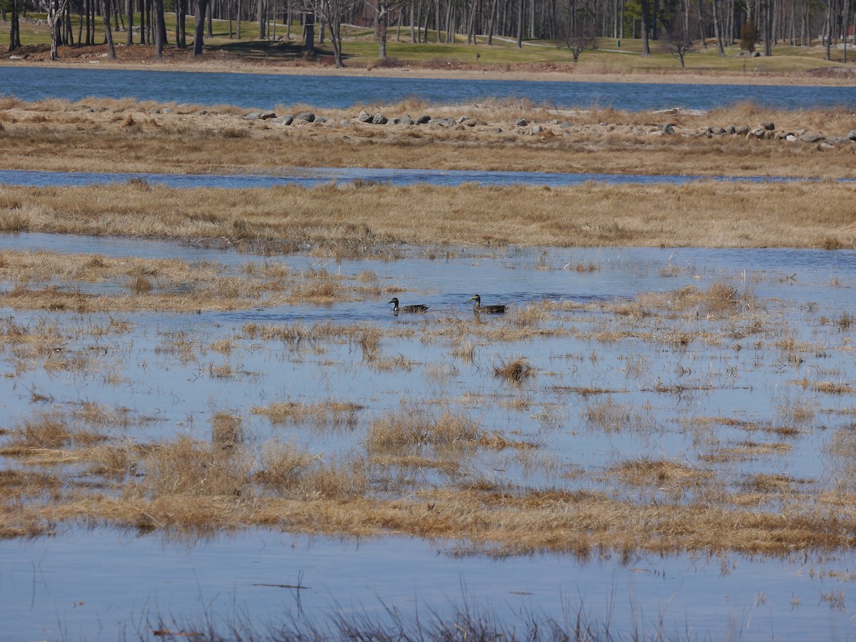 American Black Duck - ML321448601