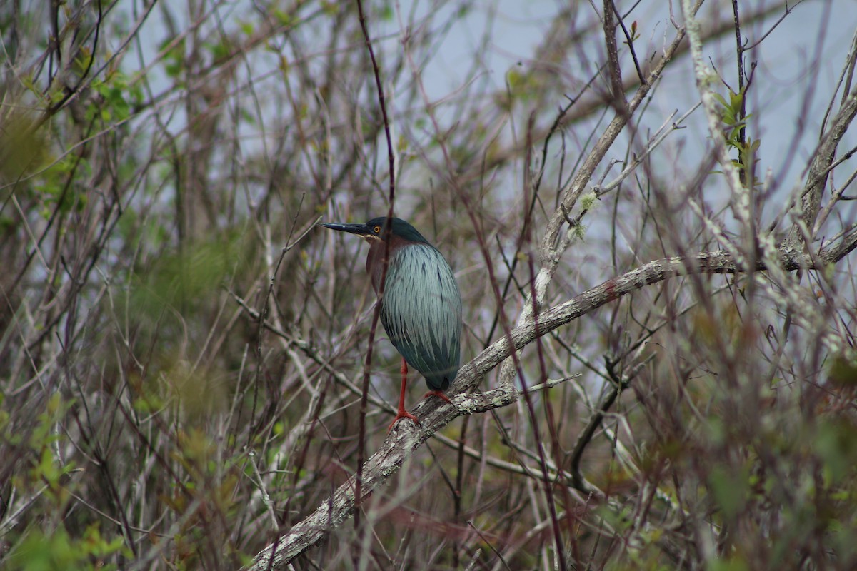 Green Heron - ML321448801