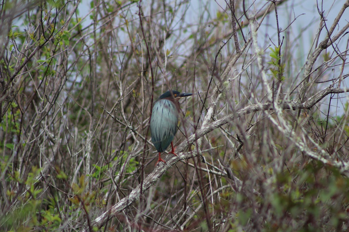 Green Heron - K Novotny