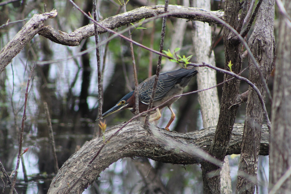 Green Heron - ML321448821