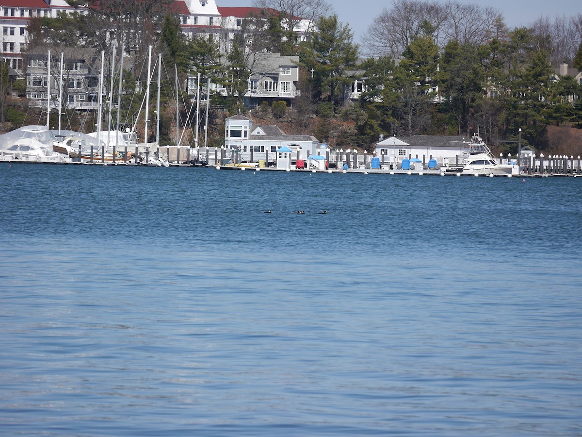 Surf Scoter - ML321448931