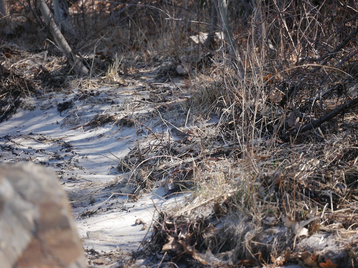 Dark-eyed Junco - ML321449061