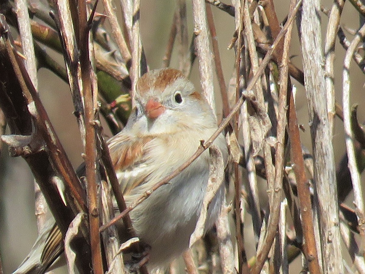 Field Sparrow - ML321449561