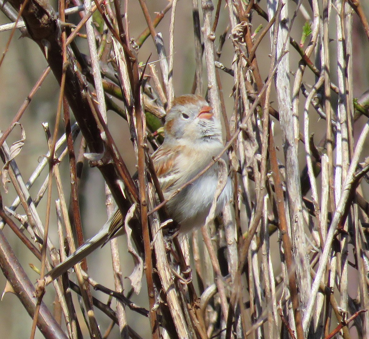 Field Sparrow - ML321449661