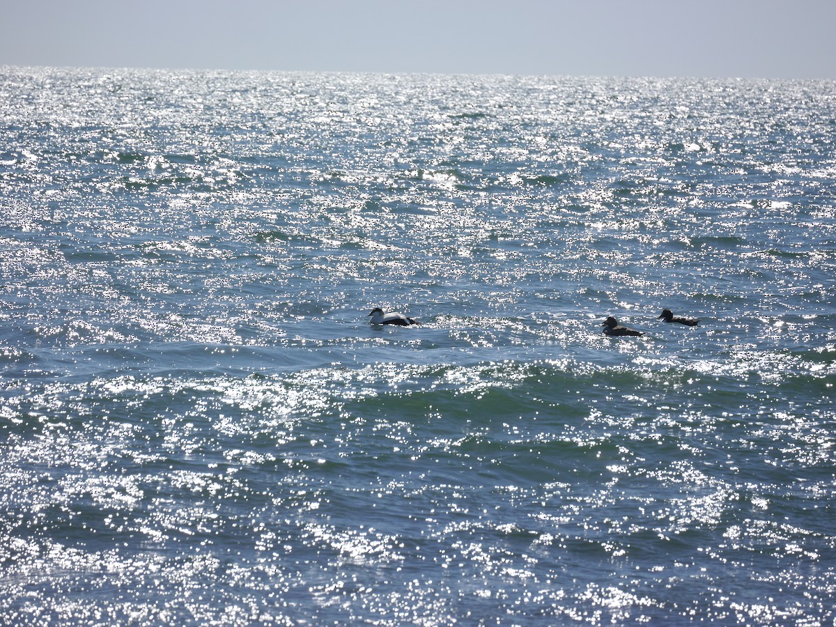 Common Eider - ML321449761