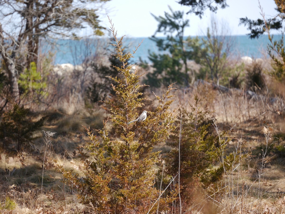Northern Mockingbird - ML321449821