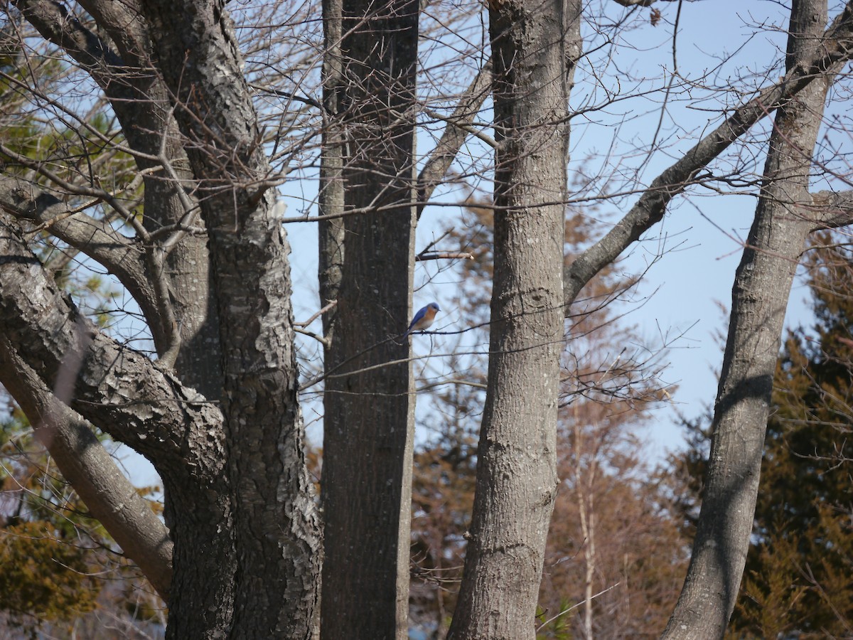 Eastern Bluebird - ML321449911