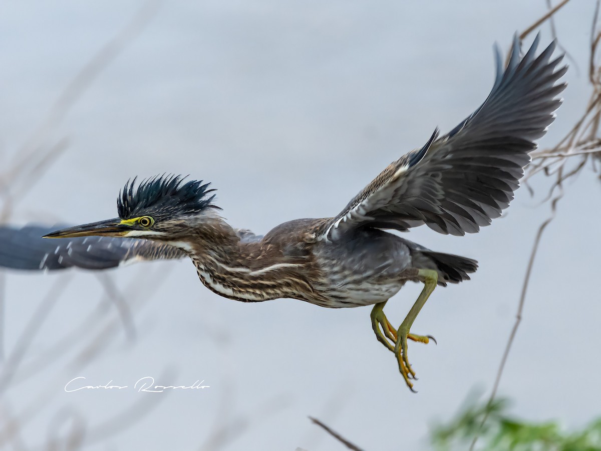 Striated Heron - ML321450611