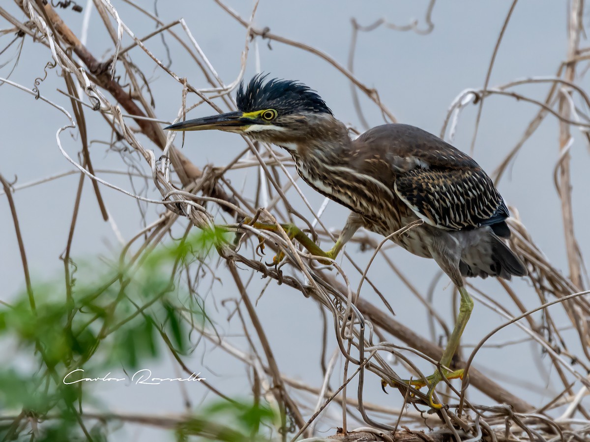 Striated Heron - ML321450661