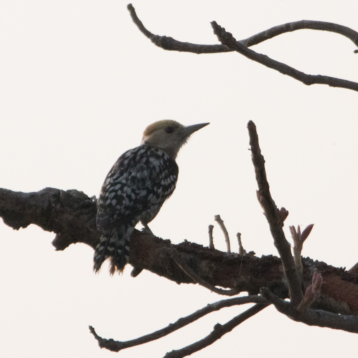 Yellow-crowned Woodpecker - Srinivas Mallela