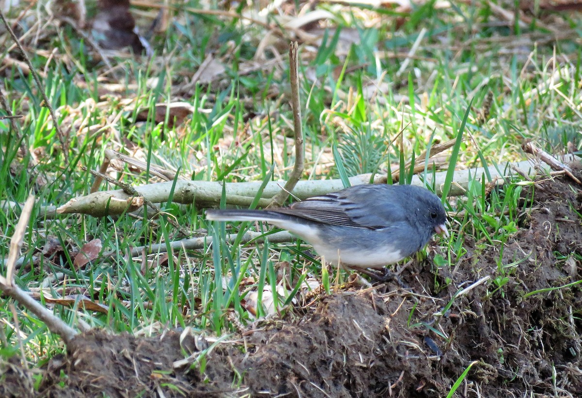 Dark-eyed Junco - ML321451691