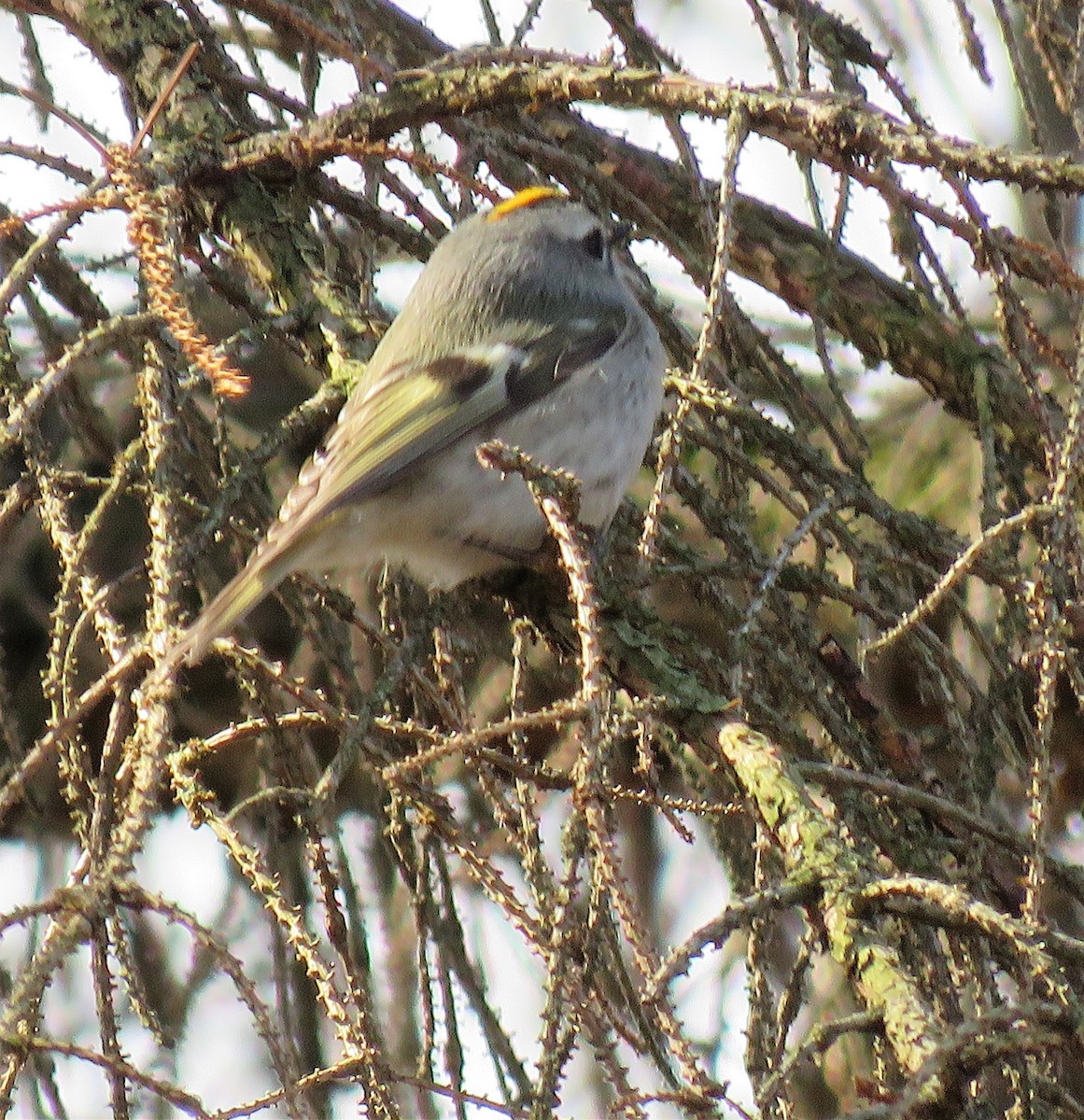 Golden-crowned Kinglet - ML321452071