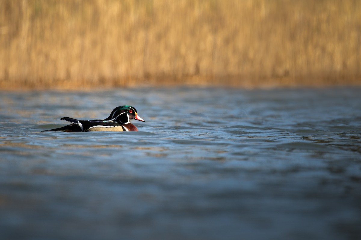 Wood Duck - Marc Brawer