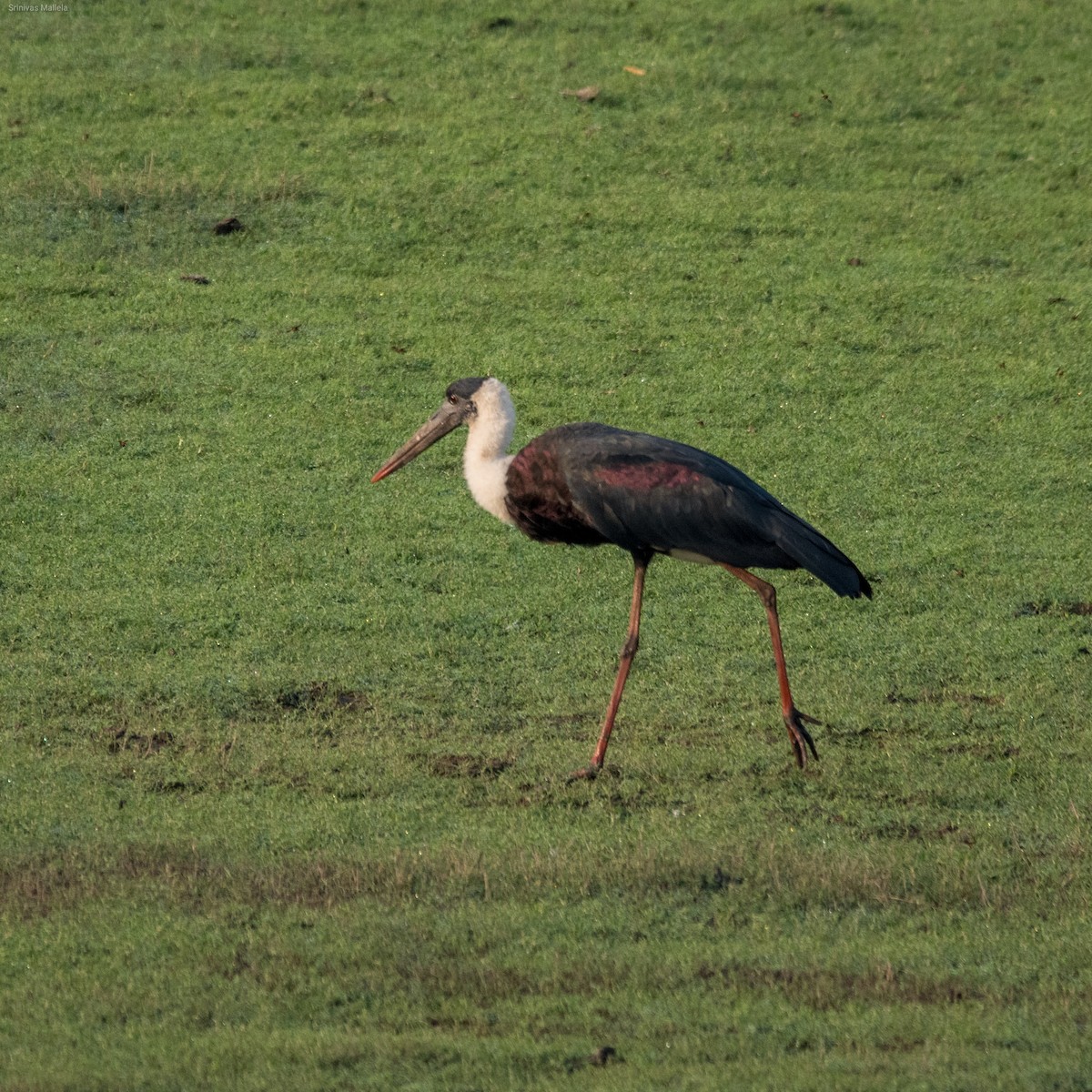 Asian Woolly-necked Stork - Srinivas Mallela