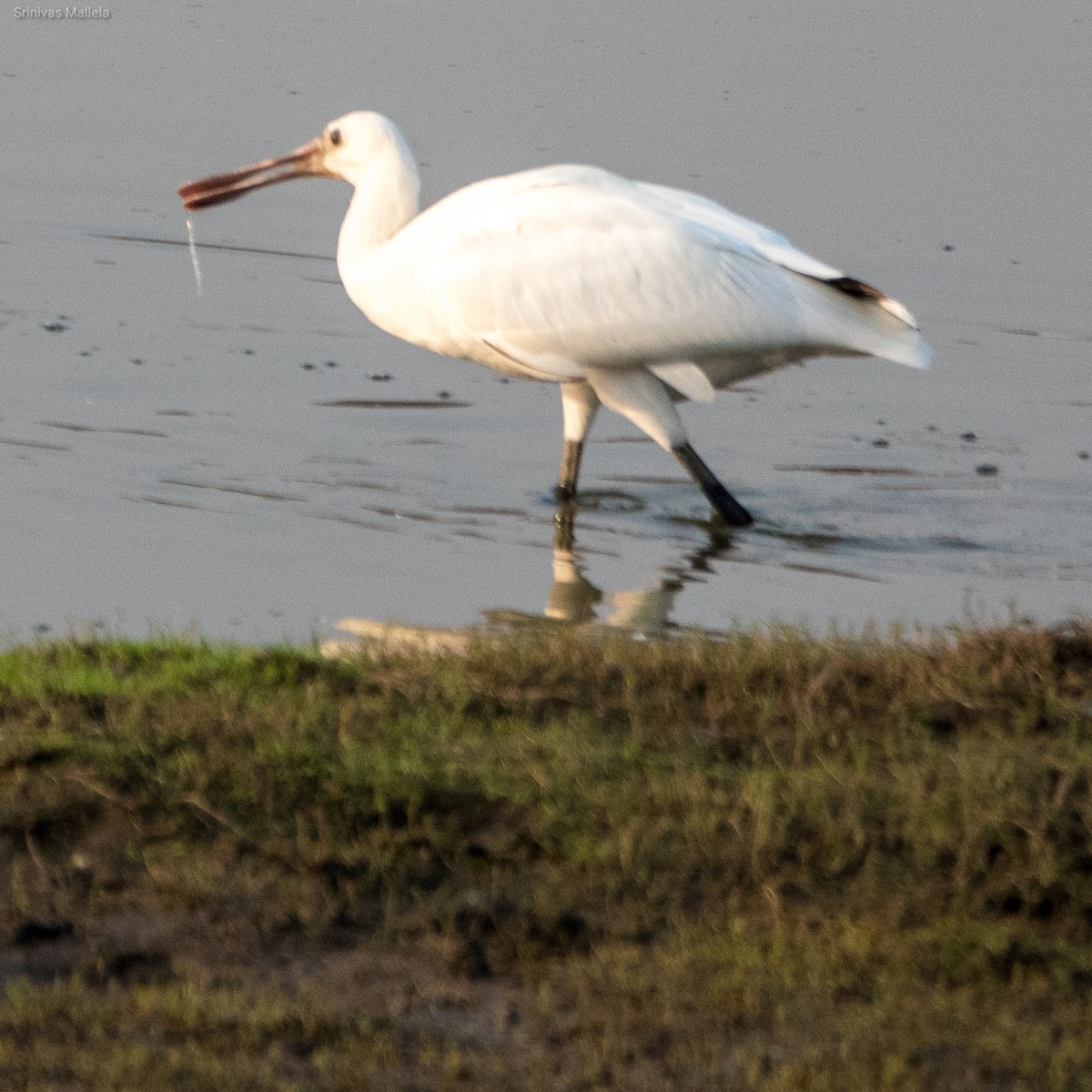 Eurasian Spoonbill - Srinivas Mallela