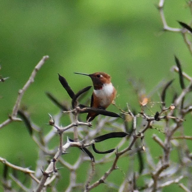 Rufous Hummingbird - ML321454631