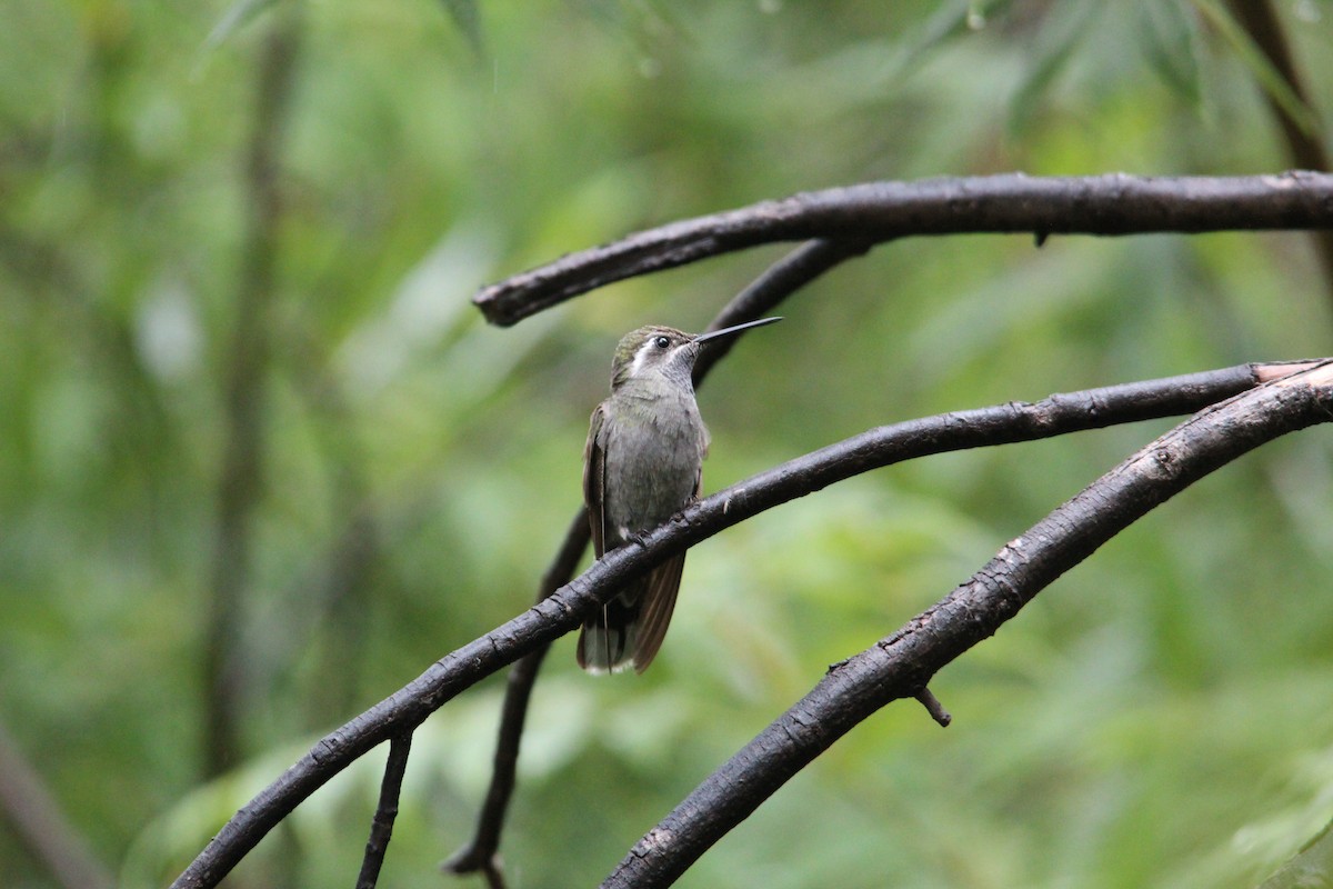 kolibřík blankytohrdlý - ML32145631
