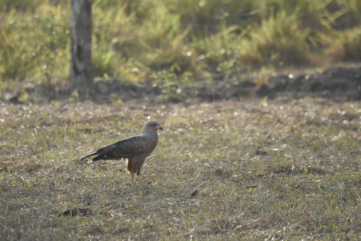 Savanna Hawk - Adolfo Castro