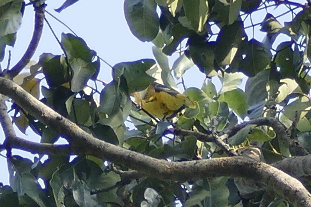 Eurasian Golden Oriole - ML321458071