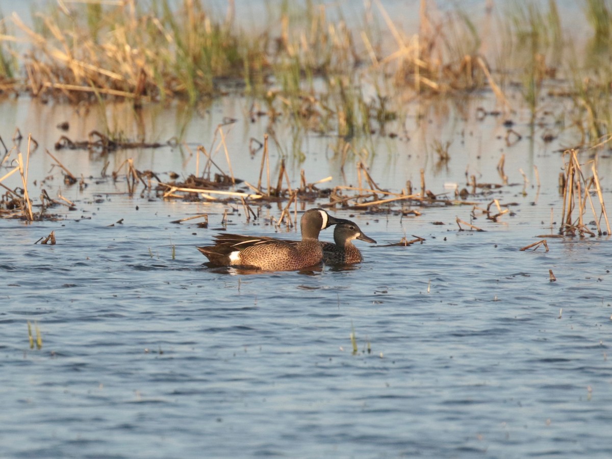 Blue-winged Teal - ML321458991