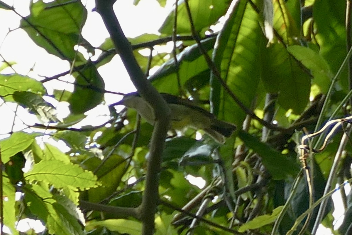 Uluguru Violet-backed Sunbird - ML321459911