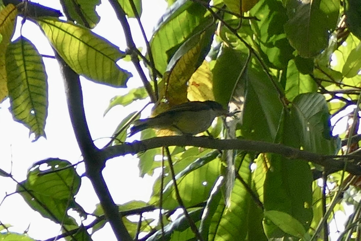 Uluguru Violet-backed Sunbird - ML321459941