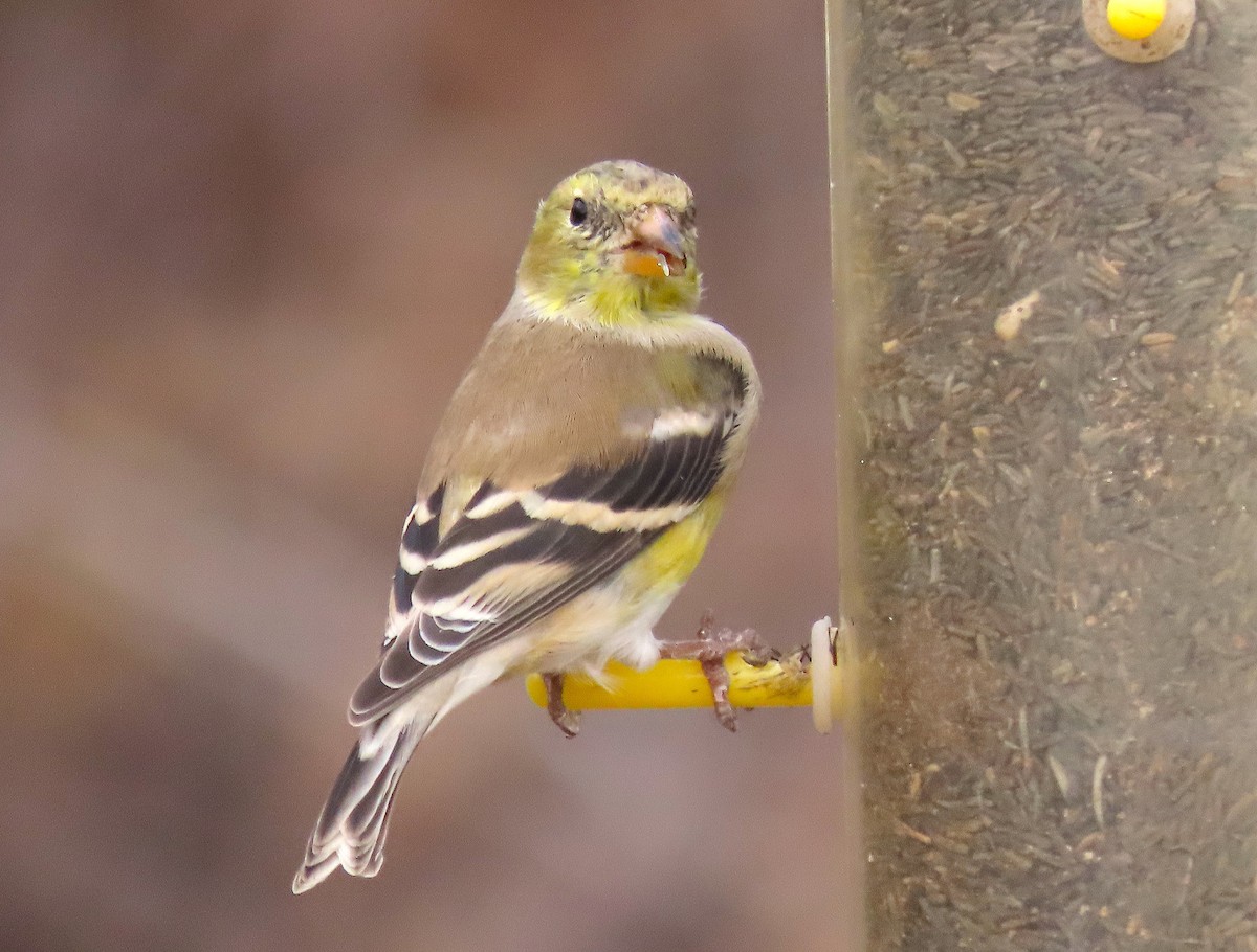 American Goldfinch - Ted Floyd