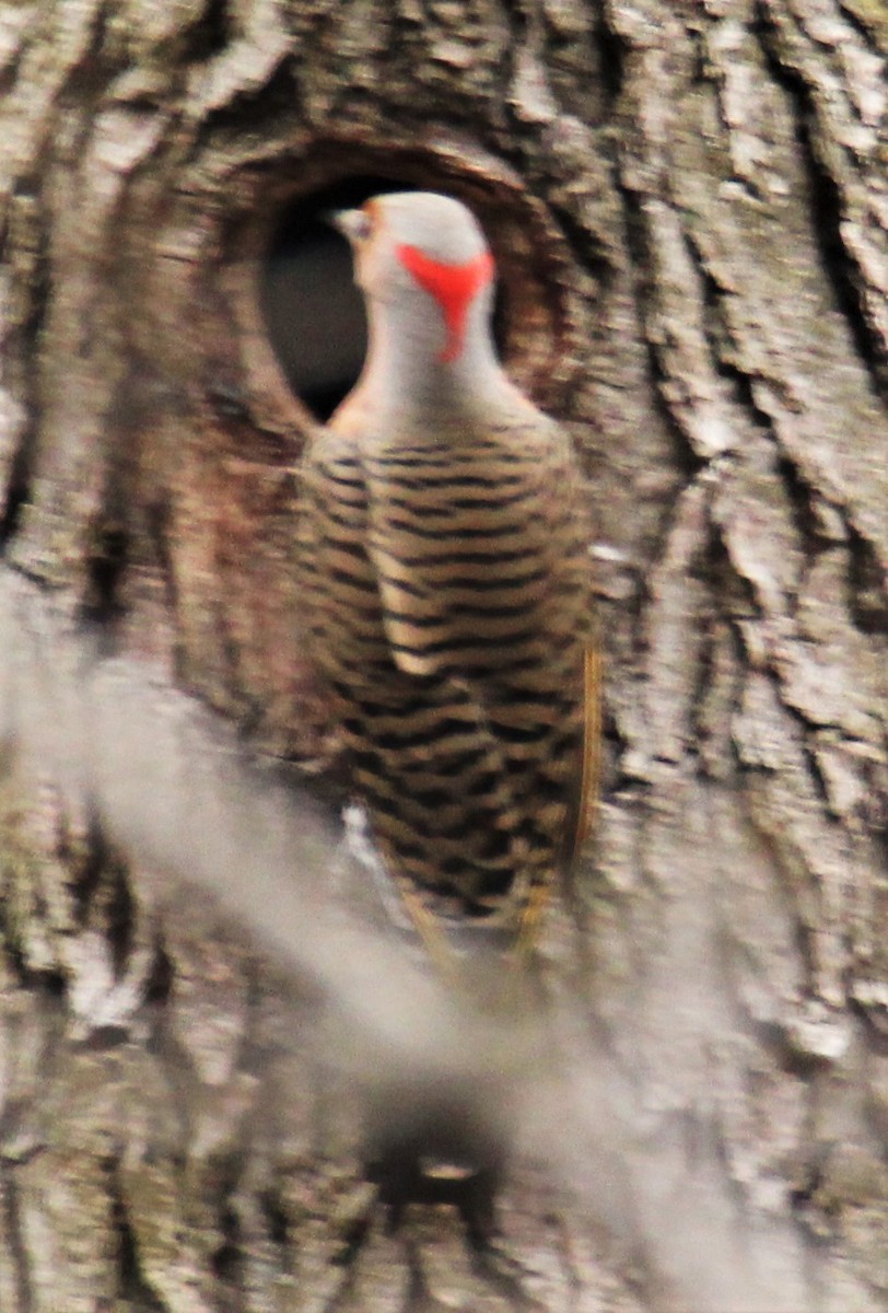 Northern Flicker - ML321460421