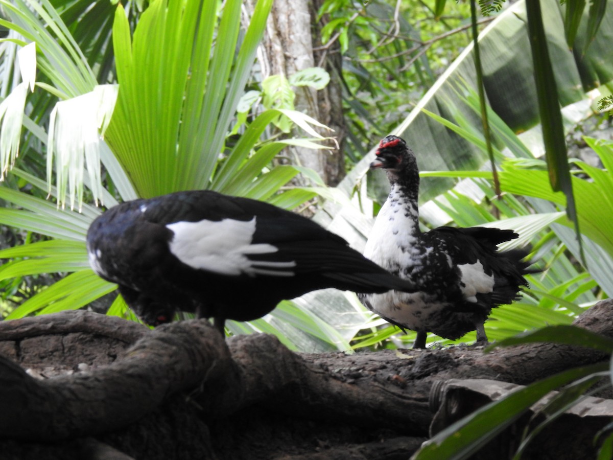 Muscovy Duck (Domestic type) - Leandro Niebles Puello