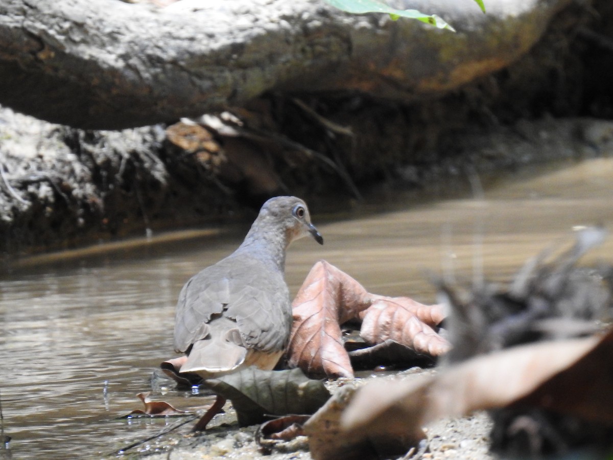 White-tipped Dove - Leandro Niebles Puello