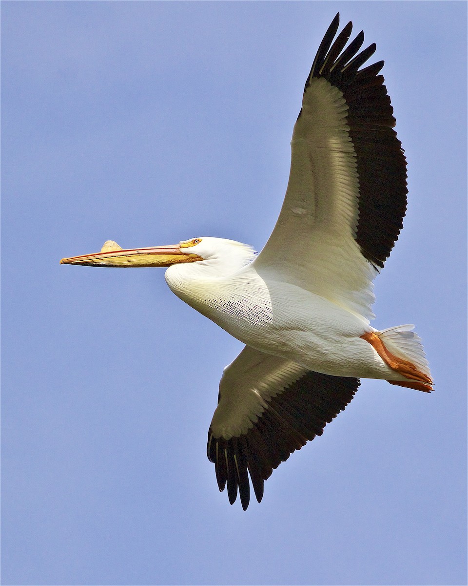 American White Pelican - Jack & Holly Bartholmai
