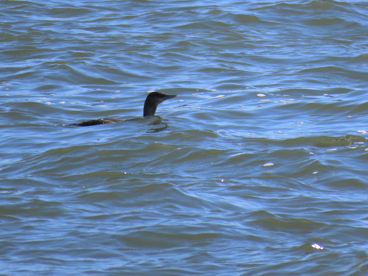 Red-throated Loon - ML321464261