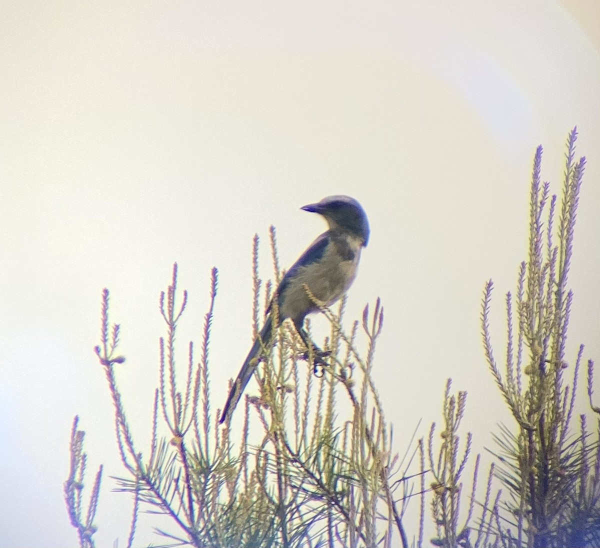 Florida Scrub-Jay - ML321464481