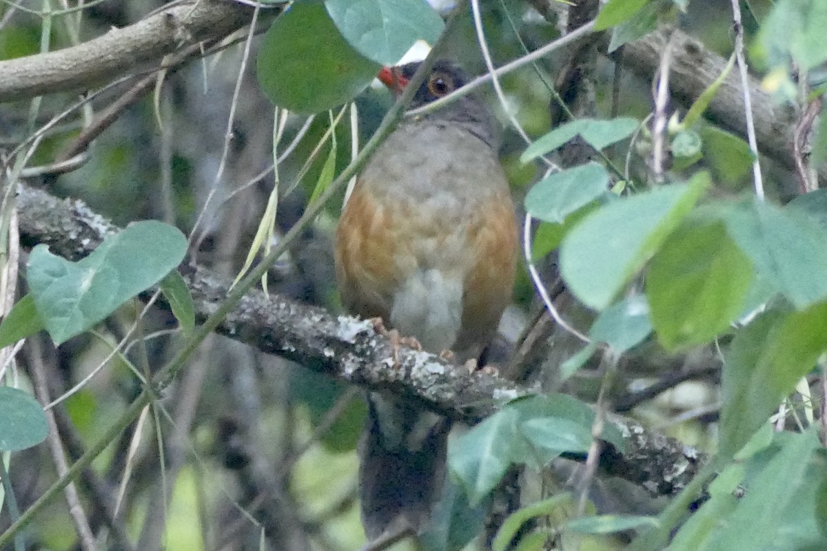 Usambara Thrush - ML321466691