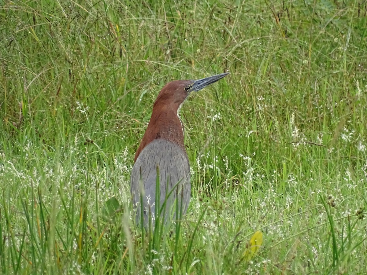 Rufescent Tiger-Heron - Cristina Ayçaguer