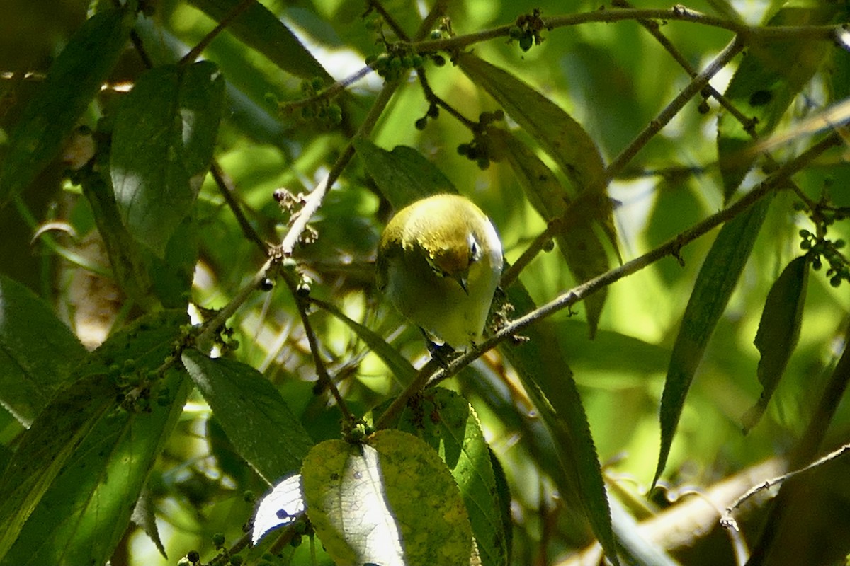 South Pare White-eye - Peter Kaestner