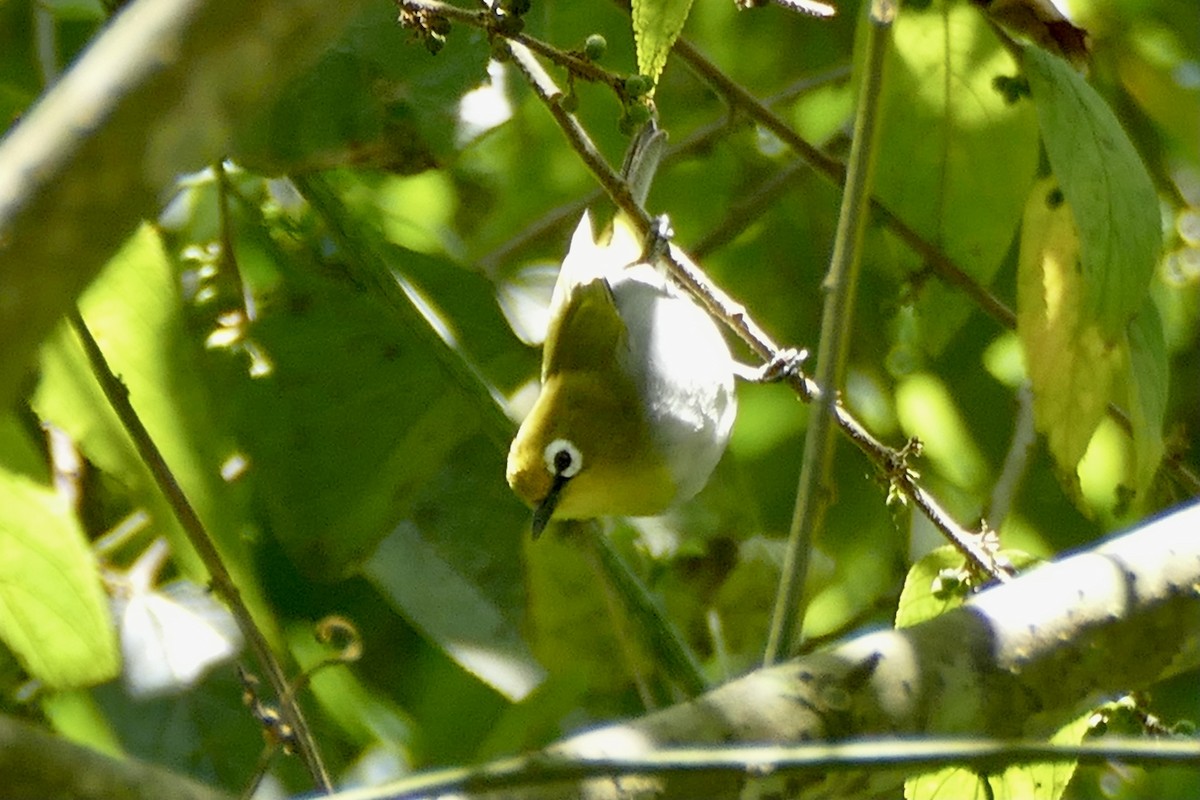 South Pare White-eye - ML321468191