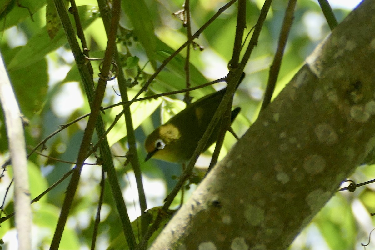 South Pare White-eye - ML321468201