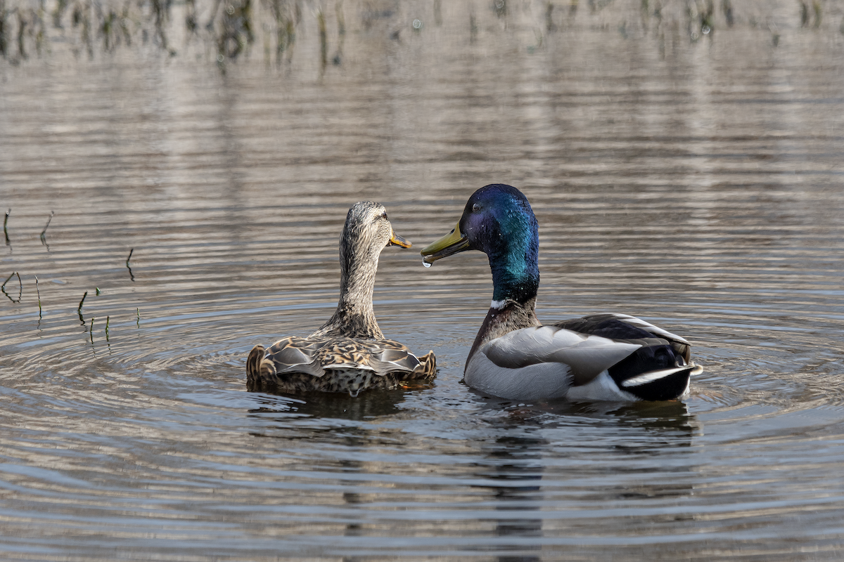 Mallard - David Badke