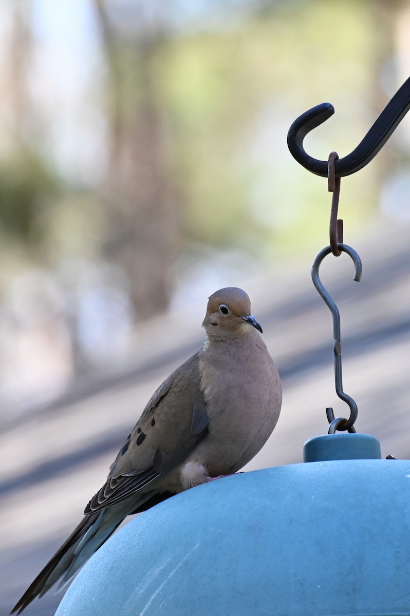 Mourning Dove - ML321468851
